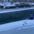 VIDEO: Man saves dog from freezing river