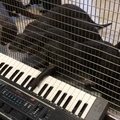 WATCH: Zoo animals play musical instruments!