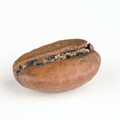 Oval brown seed that looks like a coffee bean