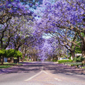 PHOTO_OF_JACARANDAS_IN_PTA