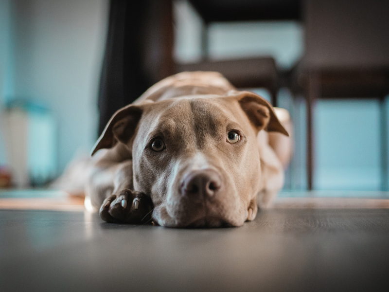 Cute pitbull