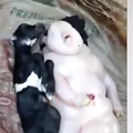 Half-Pig Half-Human Baby Goat