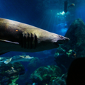 Shark swimming near corals