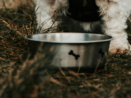 Small dog sitting in front of his water bowl