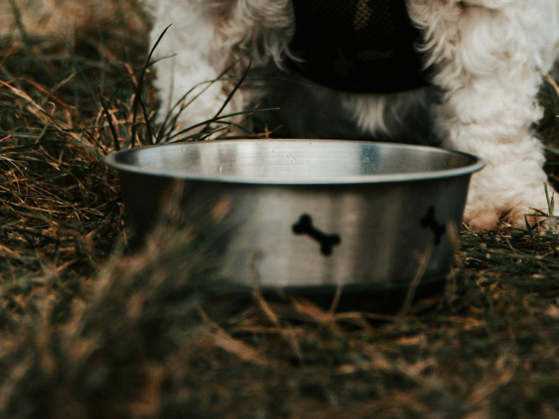 Small dog sitting in front of his water bowl