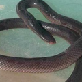 Snake lying in a pool of water
