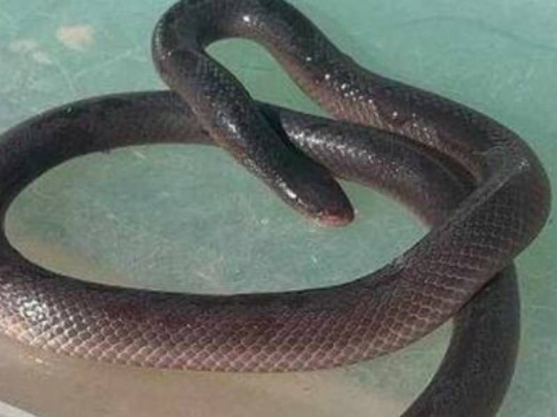 Snake lying in a pool of water
