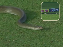 Snake slithering on cricket grounds in Sri Lanka