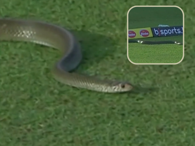 Snake slithering on cricket grounds in Sri Lanka