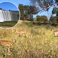 Springbok grazing on a field with a waterfall