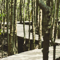 The wooden raised walkway at the Beachwood Mangrove