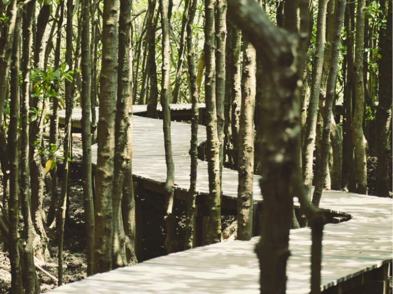 The wooden raised walkway at the Beachwood Mangrove